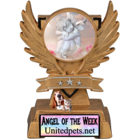 an angel of the week award